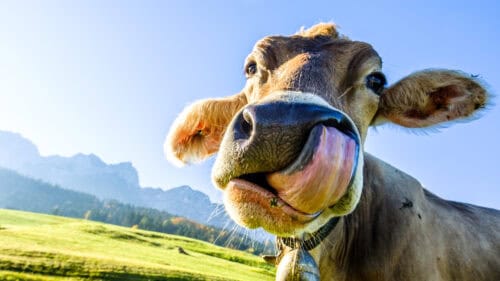 Fröhliche Kuh auf der Weide mit Bergen im Hintergrund, sonniger Tag.